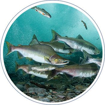 Salmon nativo